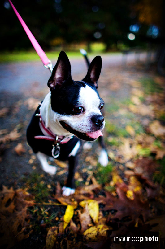 Boston Terrier Pictures