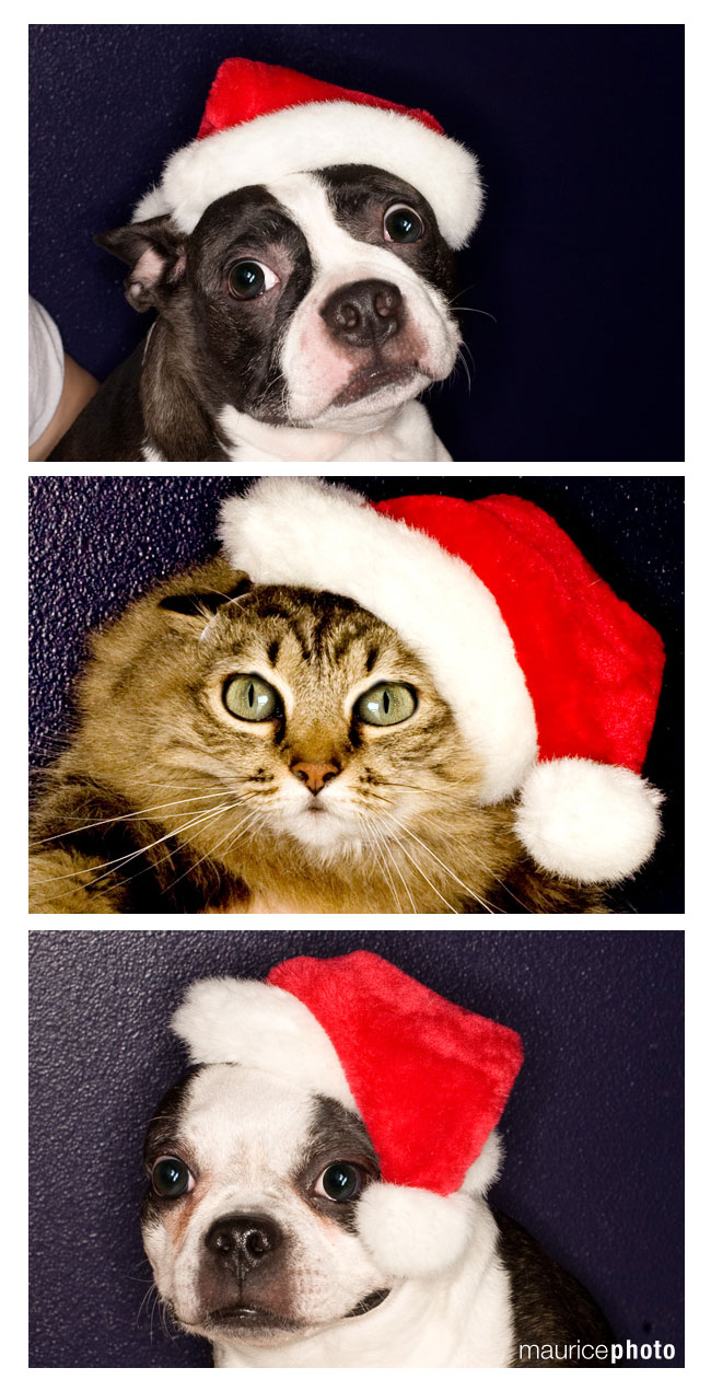 Pet Portraits by Maurice Photo